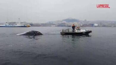 Napoli, trovata senza vita la balenottera avvistata al Molo Beverello