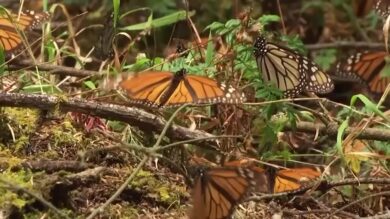 Tg Green 5 marzo – In Italia 1,1 milioni di ettari certificati forestale sostenibile