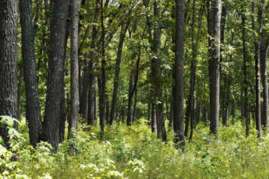 Famiglia nel bosco, al via calendario serrato incontri. La sfida del tempo