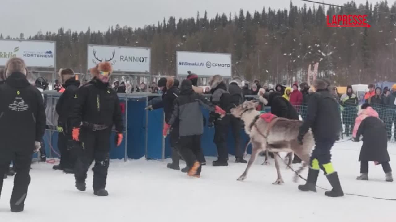 finlandia la spettacolare corsa delle renne nella gelida lapponia da Lapresse.it finlandia la spettacolare corsa delle renne nella gelida lapponia