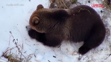 Estonia, drone alla ricerca di uomo scomparso trova orso appena uscito dal letargo