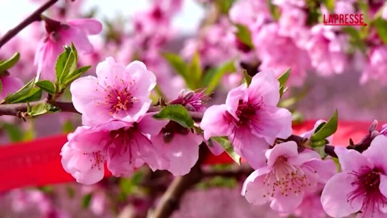 Catalogna, la spettacolare fioritura dei peschi ad Aitona