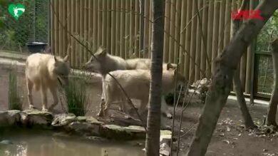 Il Bioparco di Roma accoglie quattro giovani lupi grigi eurasiatici