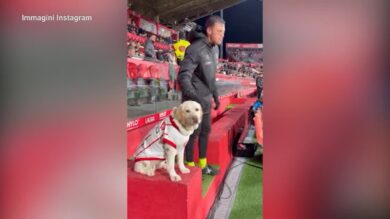 Il Girona ha un labrador come mascotte: ecco Canya, la cagnolina più virale del web