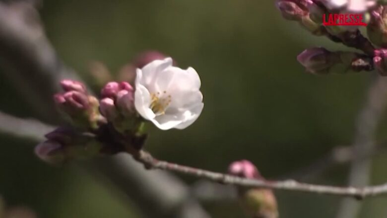 Giappone, ecco la prima fioritura dei ciliegi