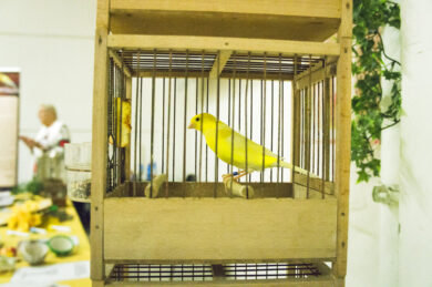 Allarme morbillo in Usa ed Europa: “È  come il canarino nelle miniere”