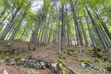 Cantelmi: “Basta scontri sulla famiglia nel bosco. I bambini prima di tutto”
