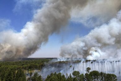 Crisi climatica, boom di eventi estremi che minacciano le foreste