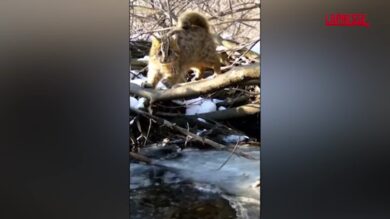 Russia, un gatto leopardo dell'Amur ruba un pesce a una lontra