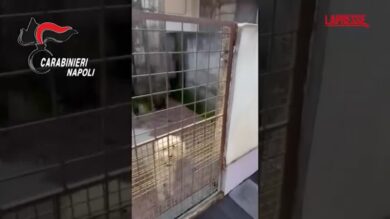 Napoli, scoperto canile abusivo a Villaricca: struttura sequestrata