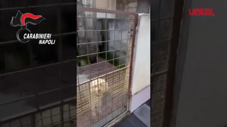 Napoli, scoperto canile abusivo a Villaricca: struttura sequestrata