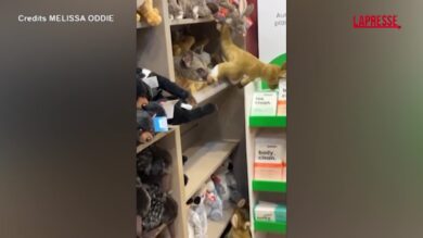 Australia, un opossum spunta tra i peluche di in un negozio di souvenir dell'aeroporto