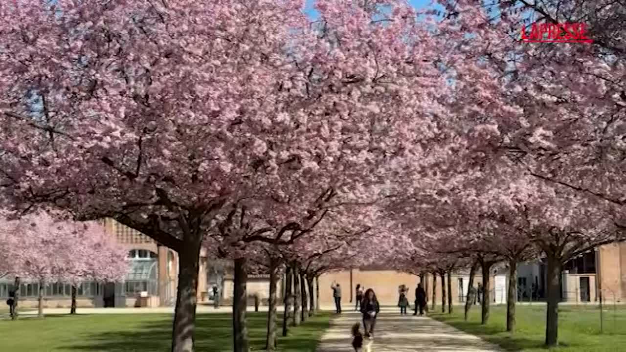 Lo spettacolo dei ciliegi in fiore alla Reggia di Venaria
