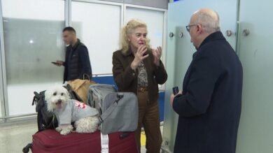 Iran, animali domestici e i proprietari evacuati con un volo speciale: l’iniziativa della Grecia