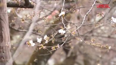 Giappone, i fiori di ciliegio annunciano l'inizio della primavera