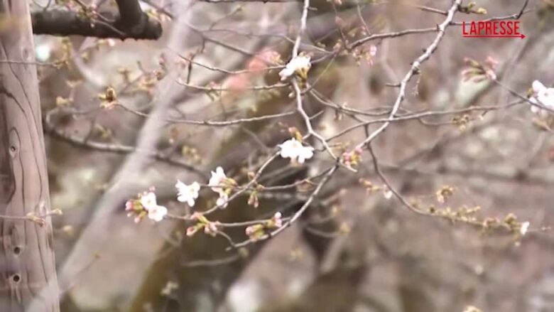 Giappone, i fiori di ciliegio annunciano l'inizio della primavera