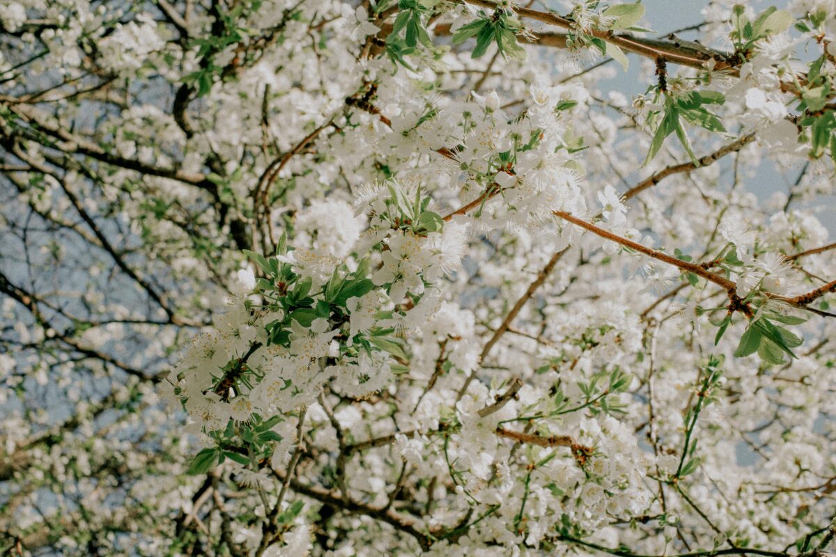 Equinozio di primavera 2026, data e significato