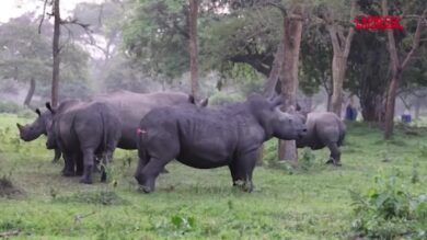 Uganda, le autorità reintroducono i rinoceronti in un'area protetta