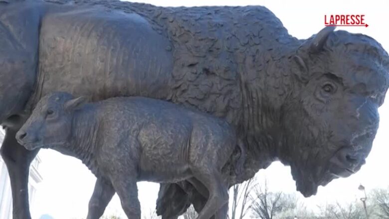 Usa, a Washington inaugurate tre statue di bisonti per il 250° anniversario degli Stati Uniti