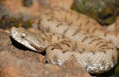 Al via la stagione della vipera, come riconoscere il morso e intervenire