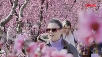 Grecia, un velo di fiori rosa sui campi: migliaia di persone affollano le piantagioni di pesco