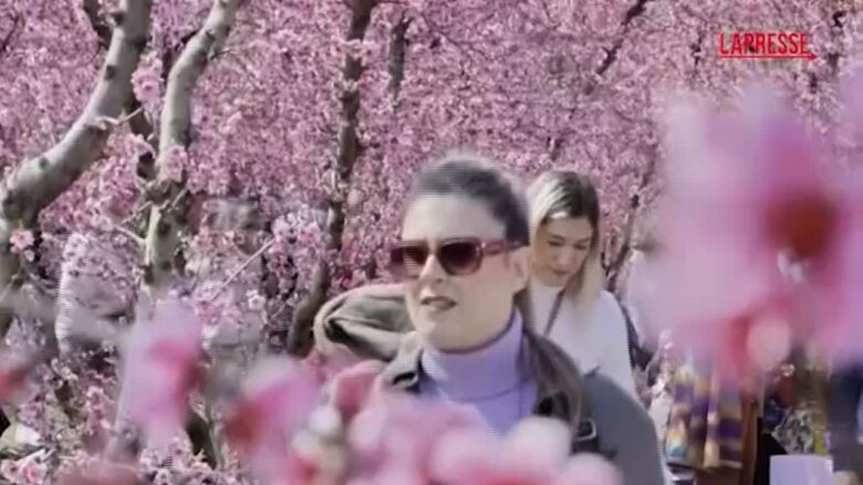 Grecia, un velo di fiori rosa sui campi: migliaia di persone affollano le piantagioni di pesco