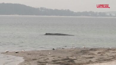 Germania, i soccorritori cercano di rimettere in mare una megattera arenatasi nel Mar Baltico