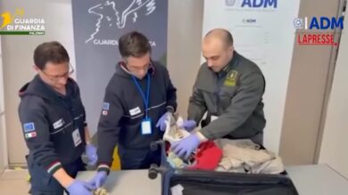 Palermo, sequestrati in aeroporto 13 esemplari di corallo protetto