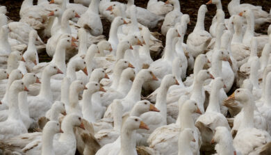 Influenza aviaria: che cos’è e come si trasmette, 5 dubbi spiegati dagli esperti