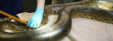 Bari, anaconde, pitoni e boa nascosti dietro parete: maxi sequestro di rettili