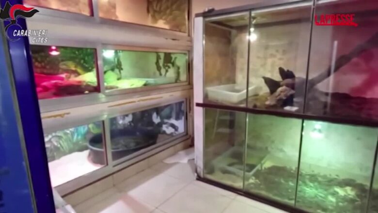 Bari: anaconde, pitoni e boa nascosti dietro una finta parete