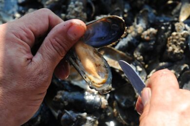 Epatite A e frutti di mare: link con 262 casi nei primi 3 mesi del 2026