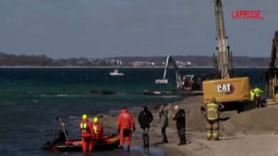 Germania, riprese le operazioni per rimettere in mare una balena megattera