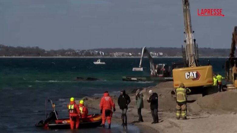 Germania, riprese le operazioni per rimettere in mare una balena megattera