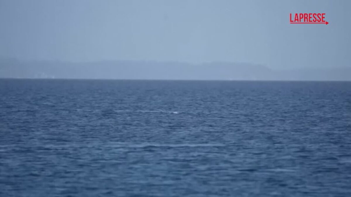 Germania, liberata la balena arenata in acque poco profonde