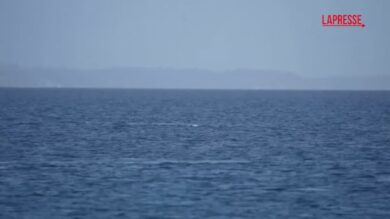 Germania, liberata la balena arenata in acque poco profonde