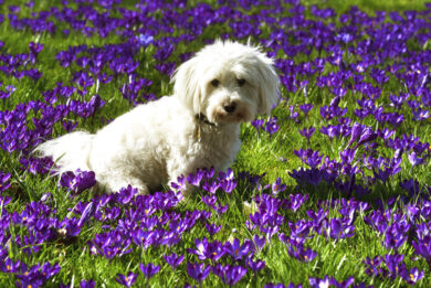 Allergie di primavera: ecco i segnali ‘spia’ nei cani