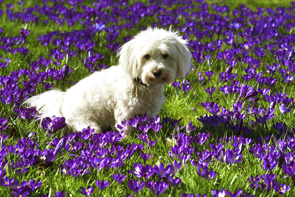 Allergie di primavera: ecco i segnali ‘spia’ nei cani
