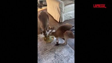 Usa, la fuga del canguro Chesney da uno zoo del Wisconsin