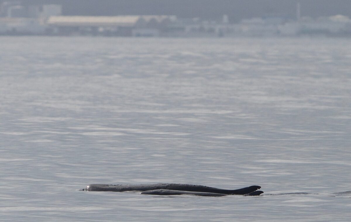 Capodoglio pigmeo nel Mediterraneo, la presenza scoperta da tracce di dna in acqua