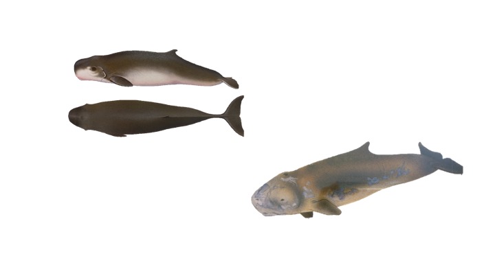 Capodoglio pigmeo nel Mediterraneo, la presenza scoperta da tracce di dna in acqua Capodoglio pigmeo nel Mediterraneo, la presenza scoperta da tracce di dna in acqua