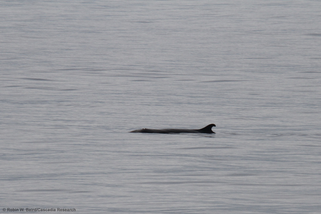 Capodoglio pigmeo nel Mediterraneo, la presenza scoperta da tracce di dna in acqua Capodoglio pigmeo nel Mediterraneo, la presenza scoperta da tracce di dna in acqua