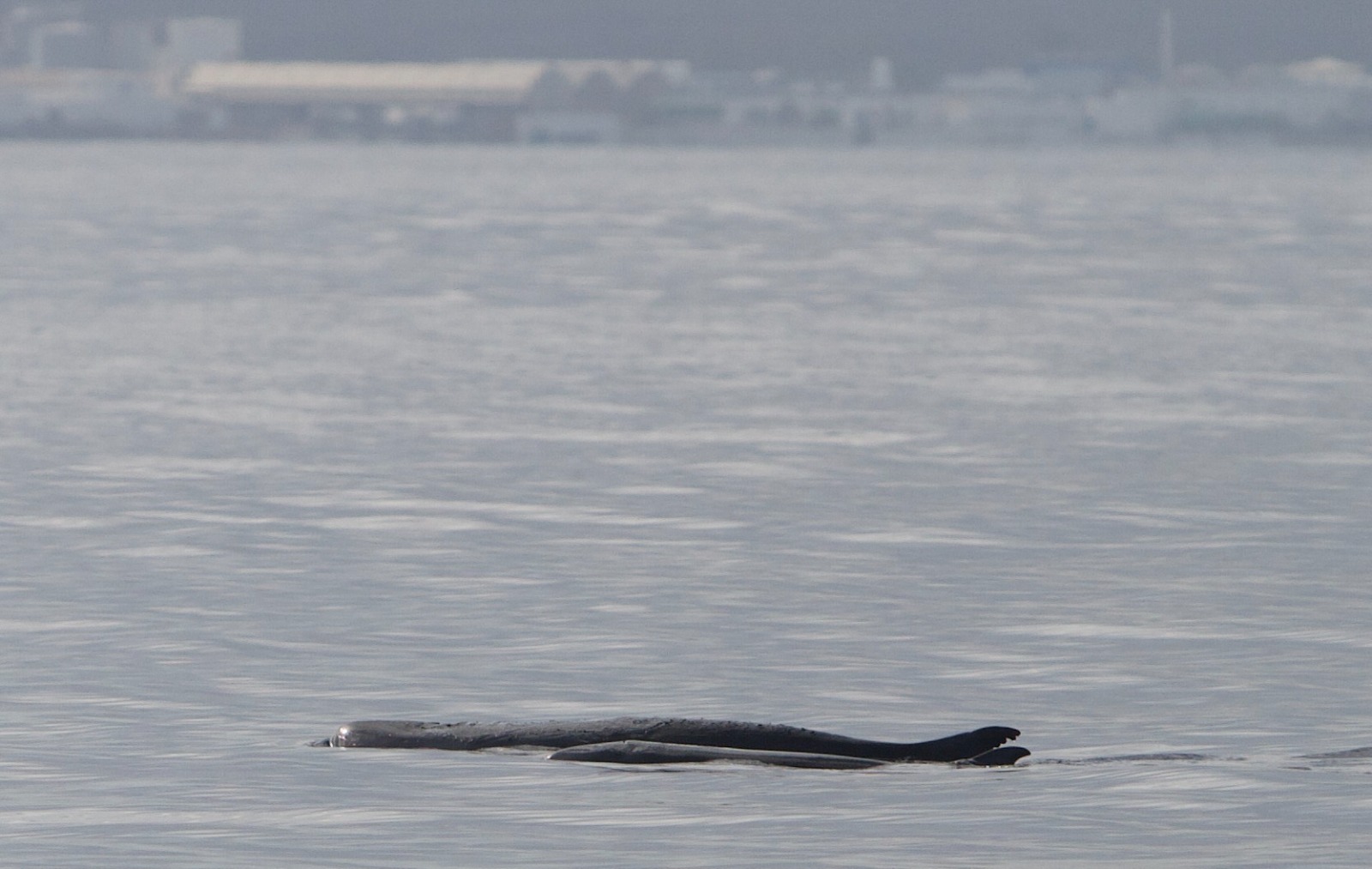 Capodoglio pigmeo nel Mediterraneo, la presenza scoperta da tracce di dna in acqua Capodoglio pigmeo nel Mediterraneo, la presenza scoperta da tracce di dna in acqua