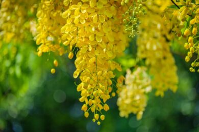 Citisina, come funziona il nuovo farmaco per smettere di fumare  rimborsato dal Ssn