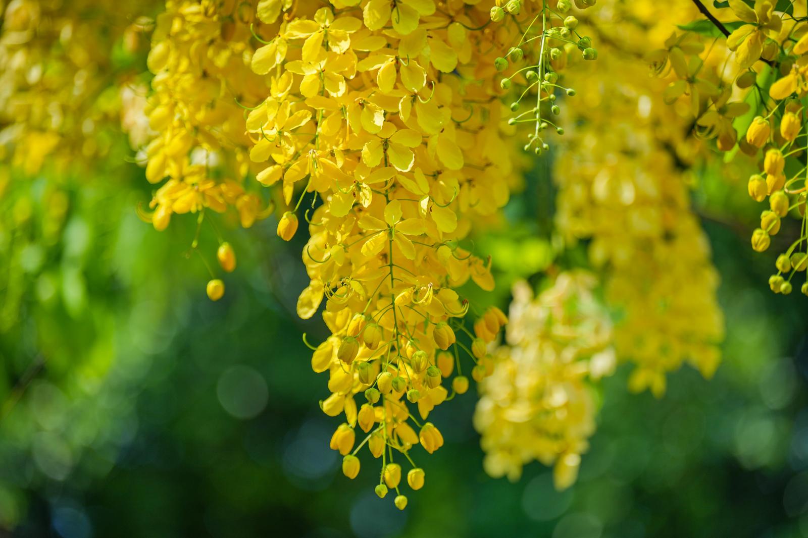 Citisina, come funziona il nuovo farmaco per smettere di fumare  rimborsato dal Ssn