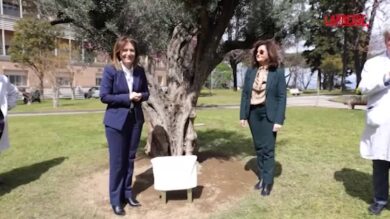 Napoli, un ulivo in memoria del piccolo Domenico Caliendo nei giardini dell'ospedale Monaldi