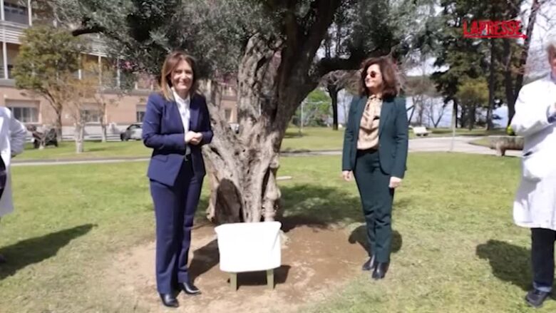 Napoli, un ulivo in memoria del piccolo Domenico Caliendo nei giardini dell'ospedale Monaldi