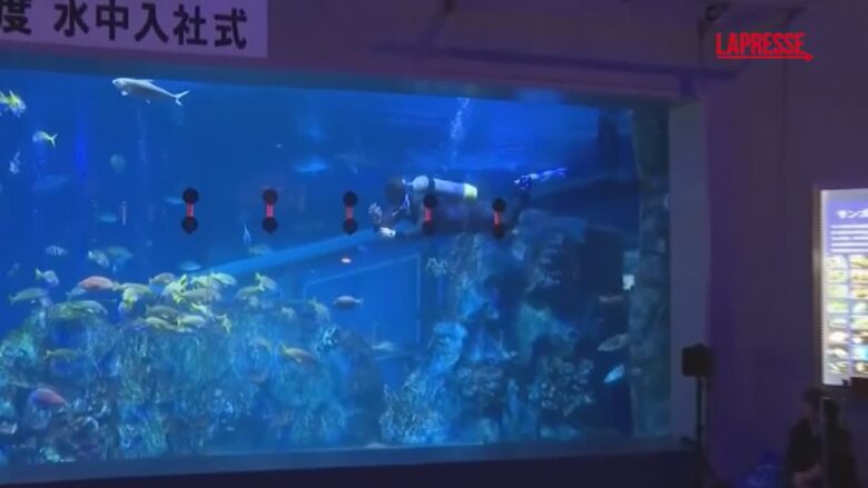 Giappone, benvenuto "sott’acqua" per i nuovi assunti dell'acquario di Toba