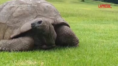 La tartaruga più vecchia del mondo è ancora viva, false le voci di una sua morte