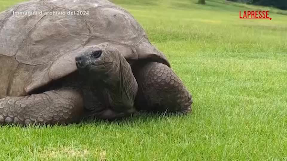 La tartaruga più vecchia del mondo è ancora viva, false le voci di una sua morte